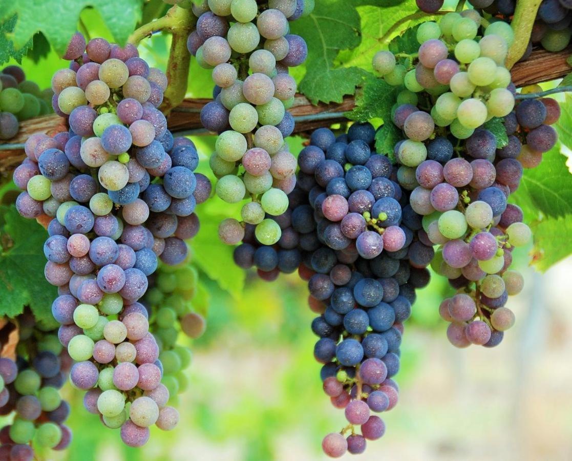 Maison Des Vignes Le Fleix Buitenkant foto